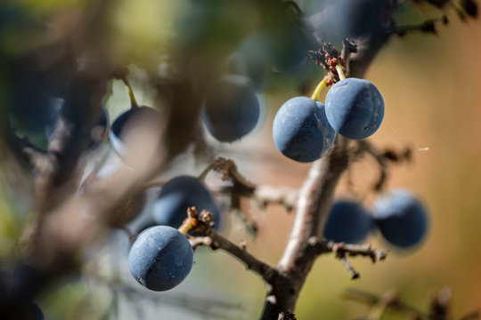 endrino, Prunus spinosa, para fabricacion tradicional de patxaran, Ab&aacute;rzuza, Navarra, Spain, Europe
