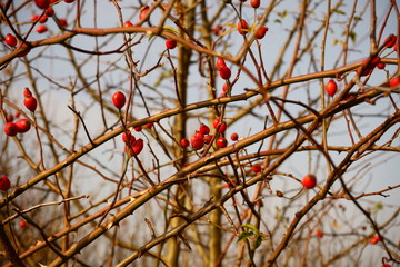 róża,owoc,Rosa canina,dzika róża © Marcin Łazarczyk