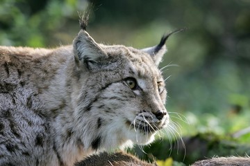 European Lynx, felis lynx, Adult with a Kill, a Roe Deer