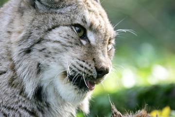European Lynx, felis lynx, Portrait of Adult
