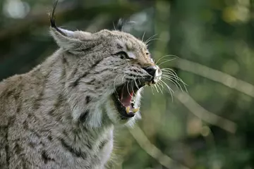 Photo sur Aluminium Lynx Lynx européen, felis lynx, bâillement adulte, avec bouche ouverte