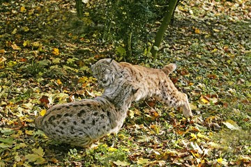 European Lynx, felis lynx, Adults Fighting