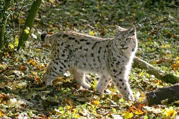 Naklejka na ściany i meble European Lynx, felis lynx, Adult with a Kill, a Roe Deer