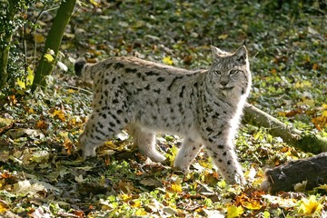 European Lynx, felis lynx, Adult with a Kill, a Roe Deer