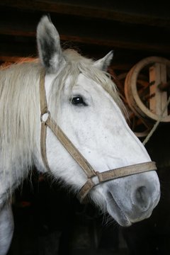 Portrait of Percheron Horse with Halter