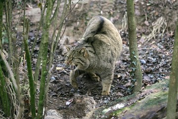 Fototapeta premium European Wildcat, felis silvestris, Killing a Wild Rabbit
