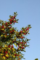 European Holly, ilex aquifolium with Red Berries, Winter in Normandy