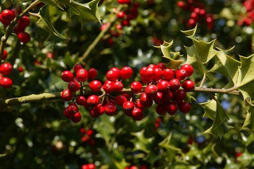 European Holly, ilex aquifolium with Red Berries, Winter in Normandy