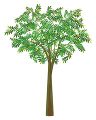 isolated green tree on white background vector design