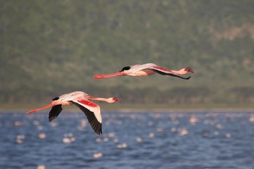 Lesser Flamingo, phoenicopterus minor, Adults in Flight, Nakuru Lake in Kenya