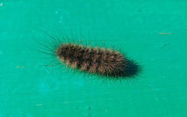 A large, fluffy, shaggy, black and brown caterpillar crawls along a green-painted bench.