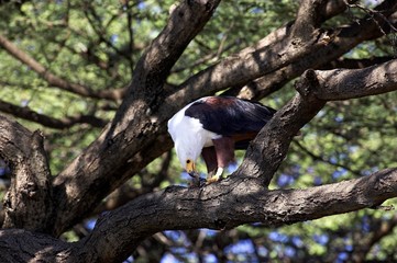 African Fish-Eagle, haliaeetus vocifer, Adult eating Fish, Baringo Lake in Kenya