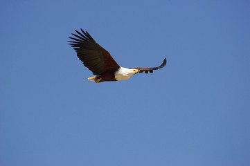 African Fish-Eagle, haliaeetus vocifer, Adult in Flight, Baringo Lake in Kenya