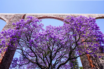 Jacaranda blossom in Querétaro, México