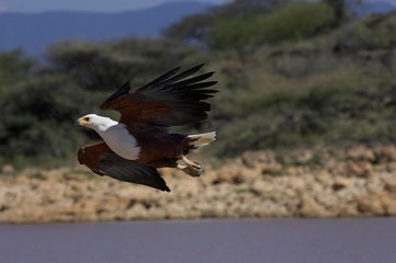 African Fish-Eagle, haliaeetus vocifer, Adult in Flight, Baringo Lake in Kenya