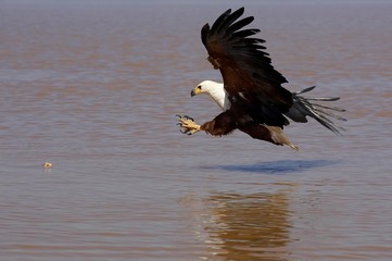 African Fish-Eagle, haliaeetus vocifer, Adult in Flight, Fishing at Baringo Lake in Kenya