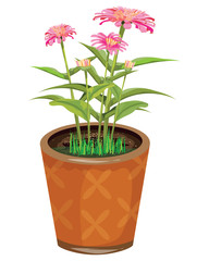 isolated Chrysanthemum flower in pot vector design