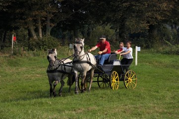 Norwegian Fjord Horse, Harnessed Team pulling Carriage