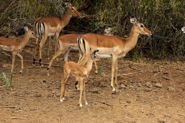 Impala, aepyceros melampus, Mothers with Youngs, Masai Mara Park in Kenya