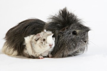 Long Hair Guinea Pig, cavia porcellus against White Background