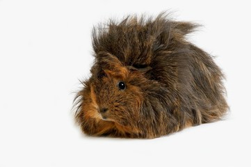 Long Hair Guinea Pig, cavia porcellus against White Background