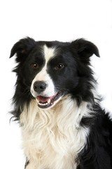 Border Collie Dog, Portrait of Male against White Background