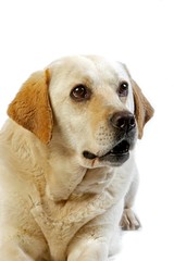 Yellow Retriever Labrador, Portrait of Female against White Background