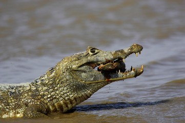 Spectacled Caiman, caiman crocodilus, Adult Catching Fish, Los Lianos in Venezuela
