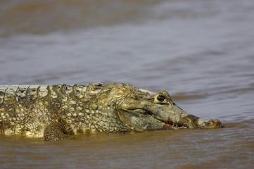 Spectacled Caiman, caiman crocodilus, Los Lianos in Venezuela