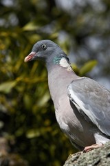 Wood Pigeon, columba palumbus, Adult standing on Branch, Normandy
