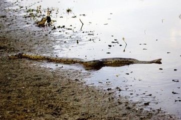 Green Anaconda, eunectes murinus, Adult entering Water, Los Lianos in Venezuela