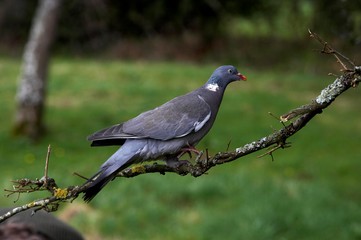Wood Pigeon, columba palumbus, Adult standing on Branch, Normandy