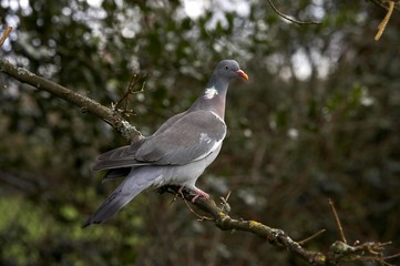 Wood Pigeon, columba palumbus, Adult standing on Branch, Normandy