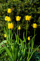 Bright yellow tulips blossom in spring garden