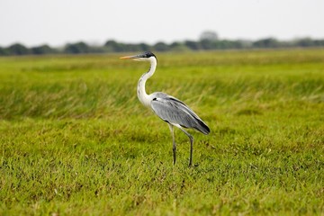 White-Necked Heron, ardea cocoi, Los Lianos in Venezuela