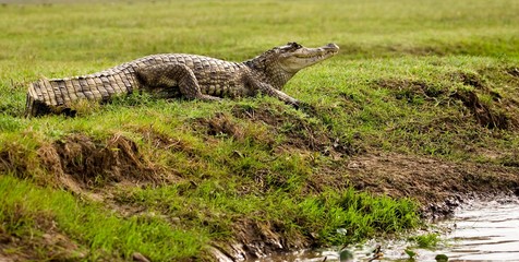 Spectacled Caiman, caiman crocodilus, Los Lianos in Venezuela
