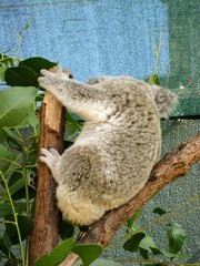 koala in a tree