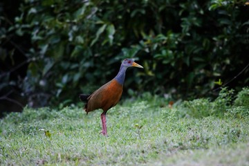 Grey-Necked Wood-rail, aramides cajanea, Los Lianos in Venezuela