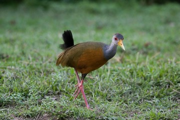 Grey-Necked Wood-rail, aramides cajanea, Los Lianos in Venezuela
