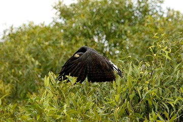 Great Black Hawk, buteogallus urubitinga, Adult in Flight, Los Lianos in Venezuela