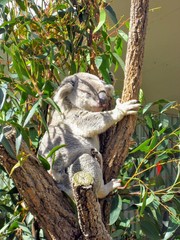 koala in tree