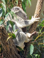 koala in tree