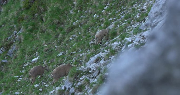 Establishing Close up shot, Group of Capricorns ascending and eating rocky pasture on the side of grass covered mountain hill.