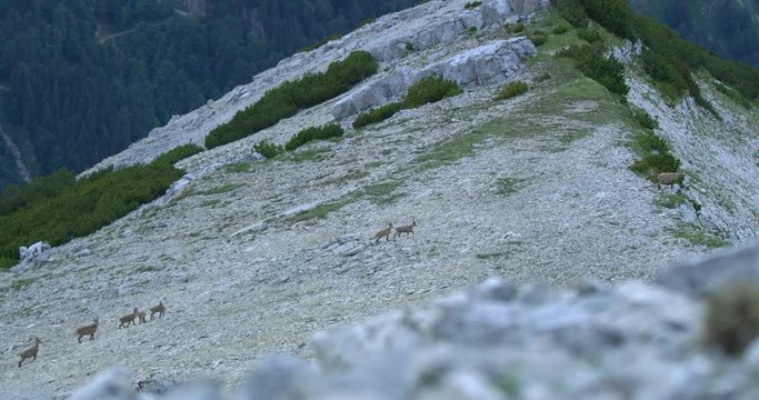 Establishing Shot, Group of Capricorn climbing the side the of hill, rocky mountain and a mountain range in the background.