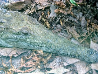 crocodile on stone