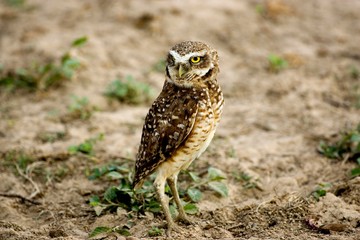 Borrowing Owl, athene cunicularia, Adult, Los Lianos in Venezuela