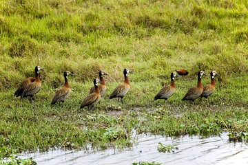 White-Faced Whistling Duck, dendrocygna viduata, Group standing in Swamp, Los Lianos in Venezuela