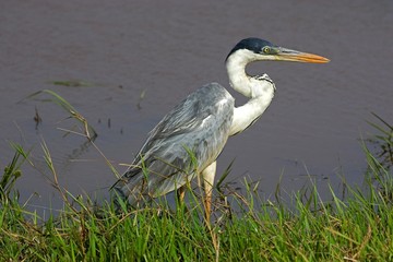 White-Necked Heron, ardea cocoi, Adult entering Water, Los Lianos in Venezuela