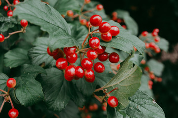 Fruits of viburnum red