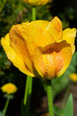 Bright yellow-orange tulip blossom with raindrops in spring garden